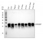 Anti-GABARAP Monoclonal Antibody
